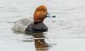 60: Duck - Redhead-1