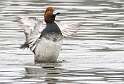62: Duck - Redhead-4