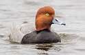 63: Duck - Redhead-5