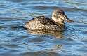 64: Duck - Ruddy-1