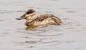 65: Duck - Ruddy-2