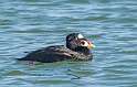 66: Duck - Surf Scoter-1