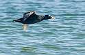 67: Duck - Surf Scoter-2