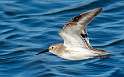 68: Dunlin -1