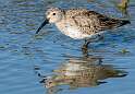 69: Dunlin -3