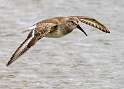 70: Dunlin -5
