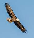 71: Eagle - Bald-1
