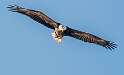72: Eagle - Bald-2