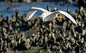 74: Egret - Snowy-1
