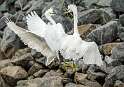 76: Egret - Snowy-3