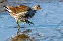 81: Gallinule - Common-1