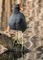 82: Gallinule - Common-2