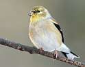 84: Goldfinch - American-1