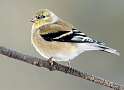 85: Goldfinch - American-2