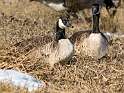 86: Goose - Canada-1