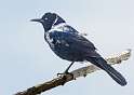 88: Grackle - Boat-tailed-1