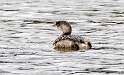 90: Grebe – Pied-billed-1