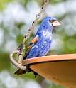 91: Grosbeak - Blue-1