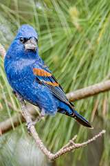 87: Grosbeak - Blue-2