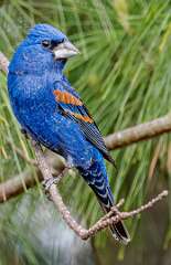 88: Grosbeak - Blue-3