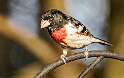 93: Grosbeak - Rose-breasted-2