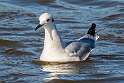94: Gull - Bonapartes-1