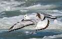 95: Gull - Bonapartes-2