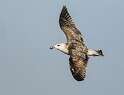 96: Gull - Great Black-backed-1