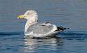97: Gull - Herring-1