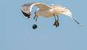 98: Gull - Herring-2