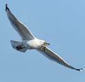99: Gull - Herring-3