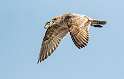 100: Gull - Herring-4