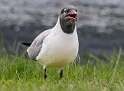 103: Gull - Laughing-1