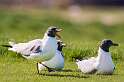 104: Gull - Laughing-2