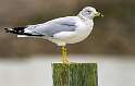105: Gull - Ring-billed-1