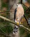 108: Hawk - Cooper-1