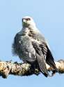 109: Hawk - Mississippi Kite-1