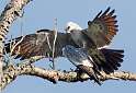 110: Hawk - Mississippi Kite-2