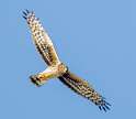 111: Hawk - Northern Harrier-1