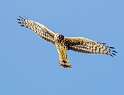 112: Hawk - Northern Harrier-2
