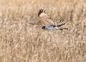 113: Hawk - Northern Harrier-3