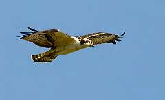 83: Hawk - Osprey-1