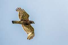 85: Hawk - Red-shoulder-1