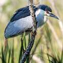 114: Heron - Black-crowned Night-1