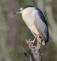 115: Heron - Black-crowned Night-2