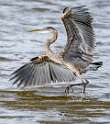 117: Heron - Great Blue-2