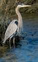 118: Heron - Great Blue-3