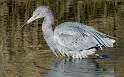 120: Heron - Little Blue-1