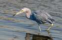 121: Heron - Little Blue-2
