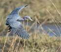 122: Heron - Little Blue-3